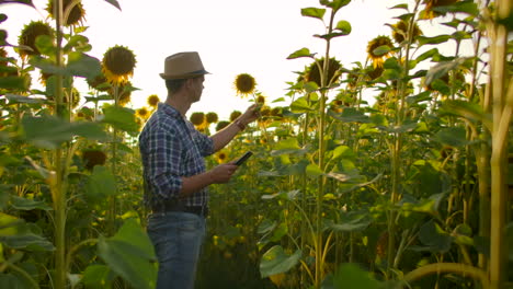 A-young-student-in-a-straw-hat-and-plaid-shirt-is-walking-on-a-field-with-a-lot-of-big-sunflowers-in-summer-day-and-writes-its-properties-to-his-tablet-for-his-thesis.